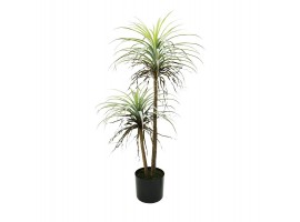 Planta Palmera Sahara medium