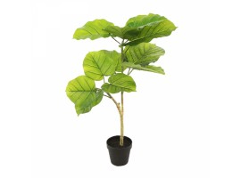 Planta ficus