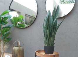 Planta sansevieria 91