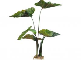 Planta Crotoni